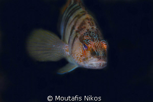 serranus cambrilla
canon 5d + sigma 105mm macro + inon z... by Moutafis Nikos 